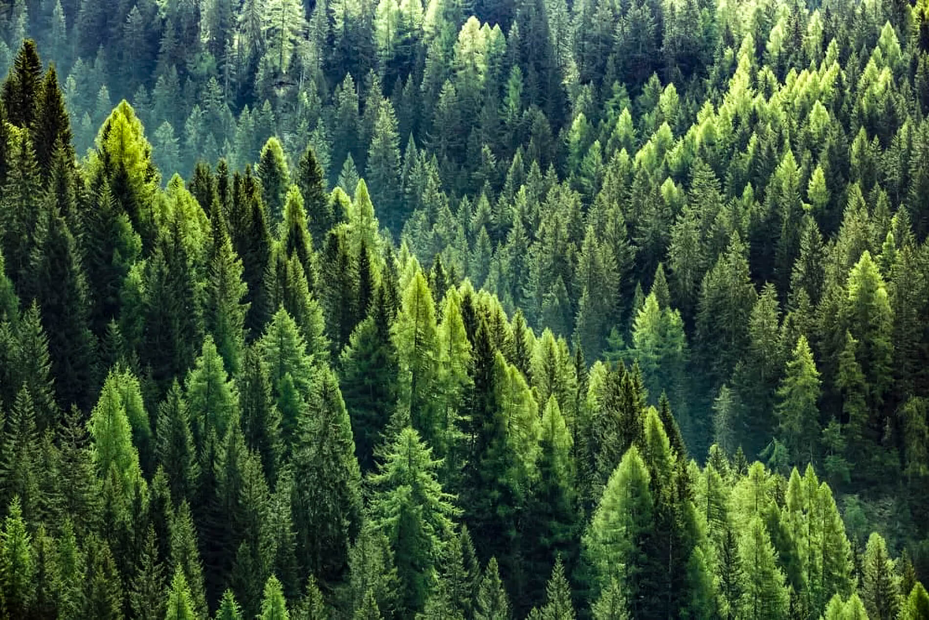 Bosco di abeti L'albero di Natale