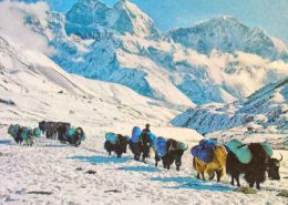 Everest11